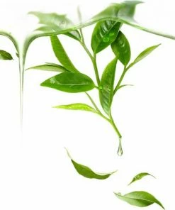 FOREO Gezichtsmasker Green Tea Voor UFO -Chanel Shop 550x477 2